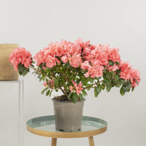 Azalea Fioreria Pinciroli Busto Arsizio consegna a domicilio