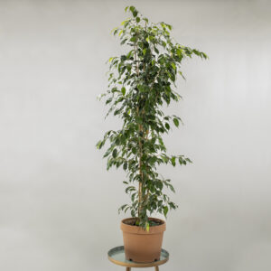 Ficus Fioreria Pinciroli Busto Arsizio consegna a domicilio