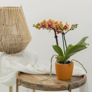 Orchidea Nana Arancione Fioreria Pinciroli Busto Varese consegna a domicilio