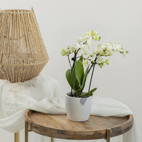 Orchidea Nana Bianca Fioreria Pinciroli consegna a domicilio