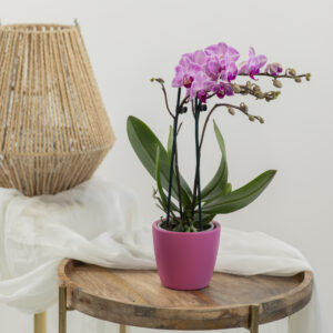 Orchidea nana rosa Fioreria Pinciroli Busto Varese consegna a domicilio