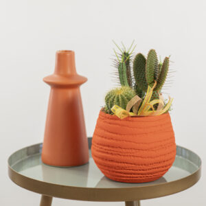 Cactus Mix Fioreria Pinciroli Busto Arsizio consegna a domicilio