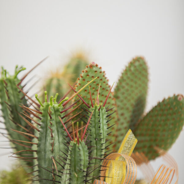 Euphorbia Orrida Fioreria Pinciroli Busto Arsizio consegna a domicilio