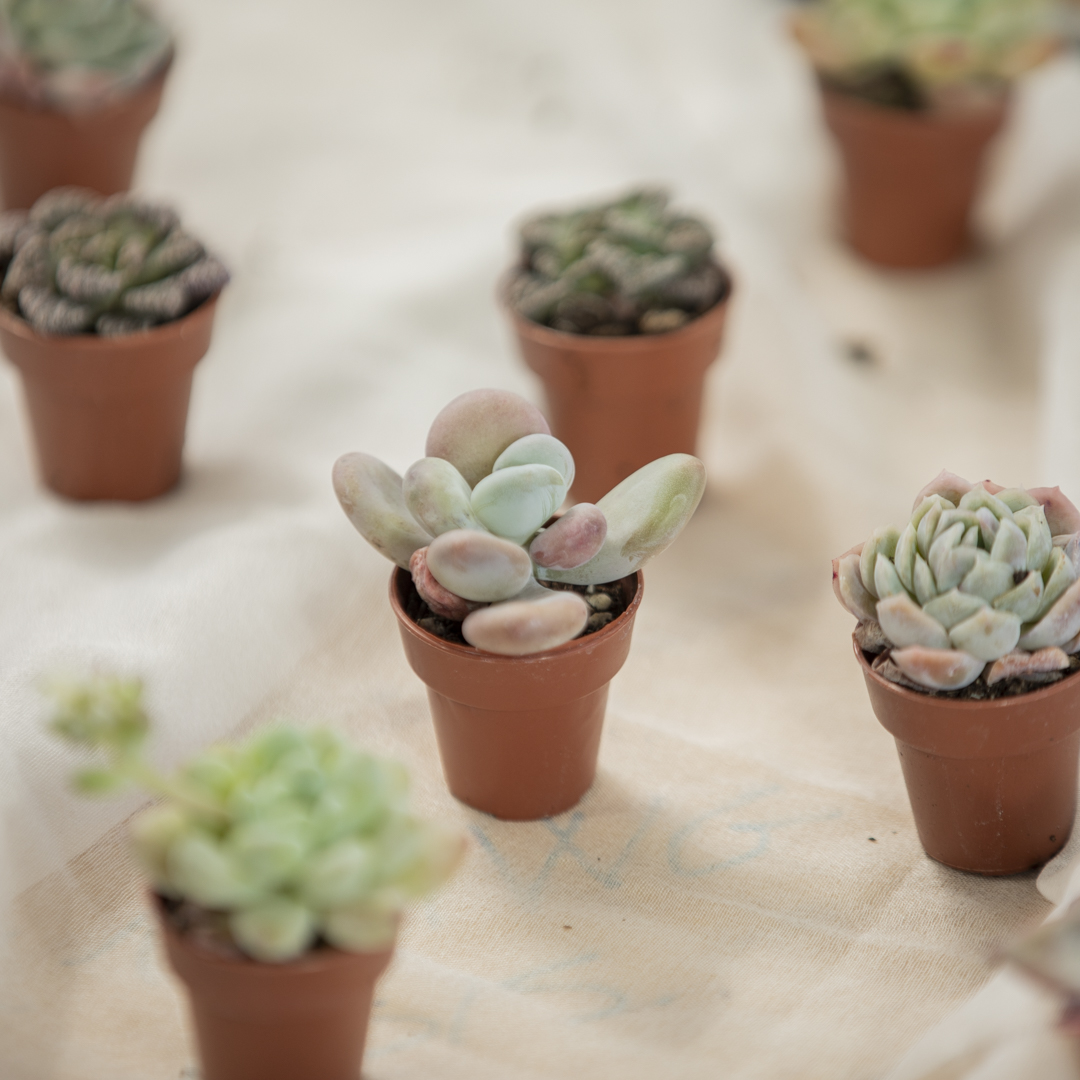 Pachyphytum oviferum Fioreria Pinciroli Busto Arsizio consegna a domicilio