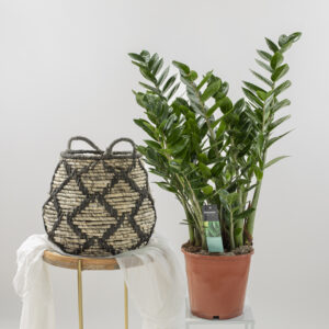 Zamioculcas Zamifolia Fioreria Pinciroli consegna a domicilio