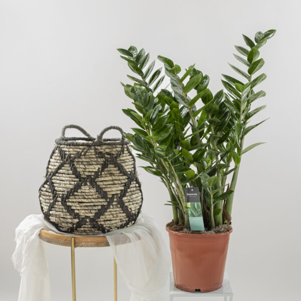 Zamioculcas Zamifolia Fioreria Pinciroli consegna a domicilio
