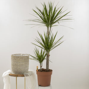 Dracaena Angustifolia Fioreria Pinciroli consegna a domicilio