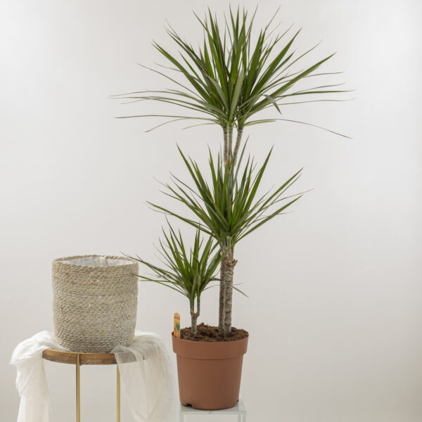 Dracaena Angustifolia Fioreria Pinciroli consegna a domicilio