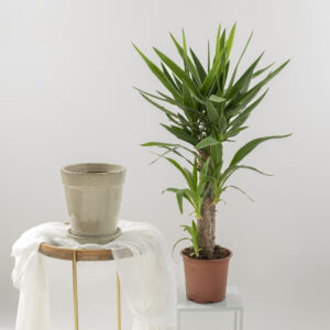 Yucca Elephantis Fioreria Pinciroli consegna a domicilio