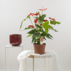 Anthurium andraeanum Fioreria Pinciroli consegna a domicilio