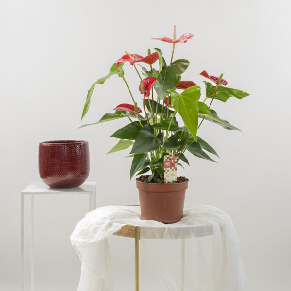 Anthurium andraeanum Fioreria Pinciroli consegna a domicilio