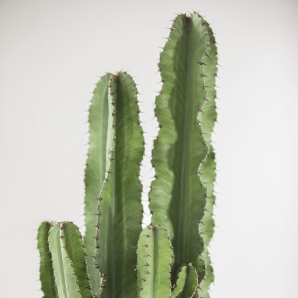 Euphorbia Ingens Fioreria Pinciroli consegna a domicilio