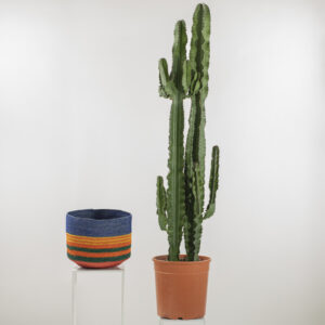 Euphorbia Ingens Fioreria Pinciroli consegna a domicilio