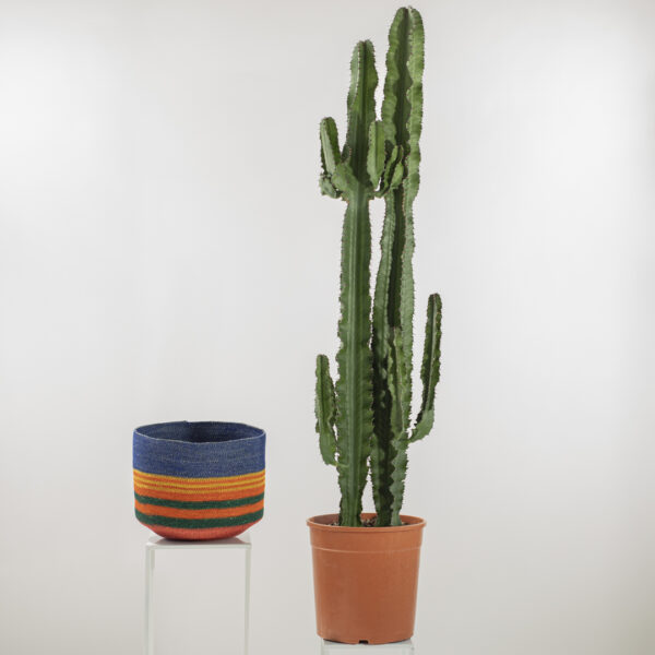 Euphorbia Ingens Fioreria Pinciroli consegna a domicilio