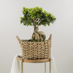 Bonsai Fioreria Pinciroli consegna a domicilio