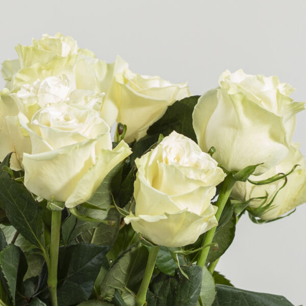 Rose Bianche Fioreria Pinciroli Busto Arsizio consegna a domicilio