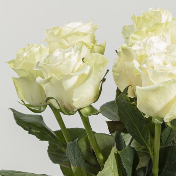 Rose Bianche Fioreria Pinciroli Busto Arsizio consegna a domicilio