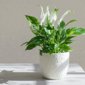 Spathiphyllum - Fioreria Pinciroli