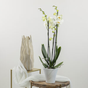 Orchidea Bianca Fioreria Pinciroli Busto consegna a domicilio