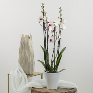 Orchidea Bianca e Rosa Fioreria Pinciroli consegna a domicilio