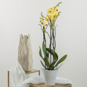 Orchidea Gialla Fioreria Pinciroli Busto consegna a domicilio