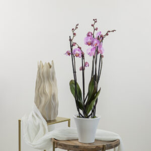 Orchidea rosa chiaro Fioreria Pinciroli Busto consegna a domicilio