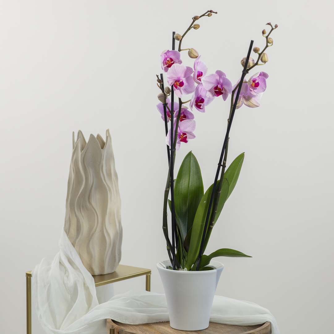 Orchidea Rosa Fioreria Pinciroli consegna a domicilio