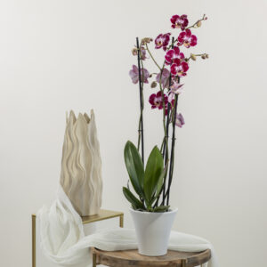 Orchidee